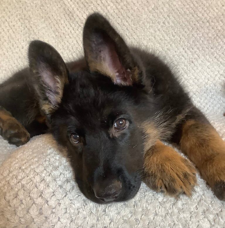 Stunning german male puppy . Ready to leave now vaccinated and vet checked - Image 2 of 3