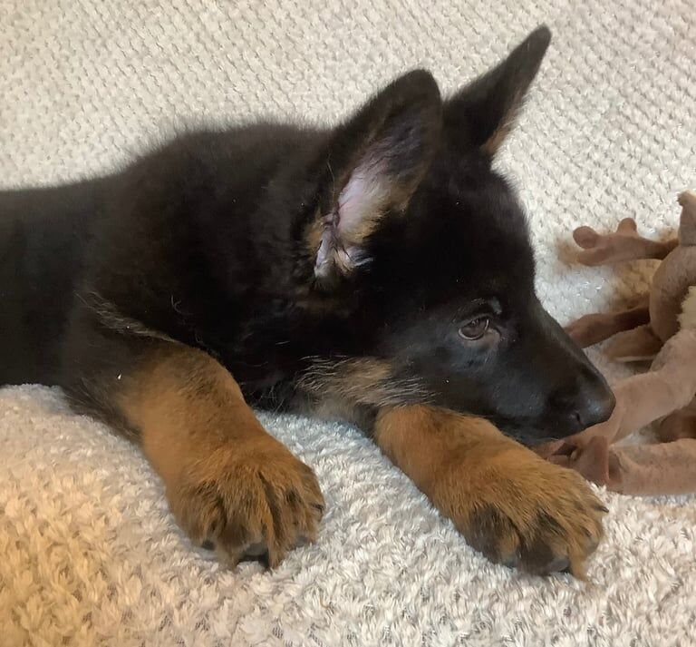 Stunning german male puppy . Ready to leave now vaccinated and vet checked - Image 3 of 3