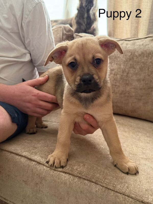 Stunning German Shepard x French bulldog pups - Image 3 of 5