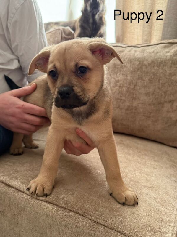 Stunning German Shepard x French bulldog pups - Image 4 of 5