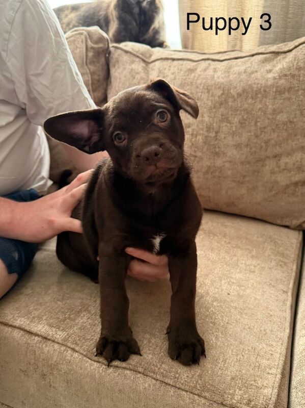 Stunning German Shepard x French bulldog pups - Image 5 of 5