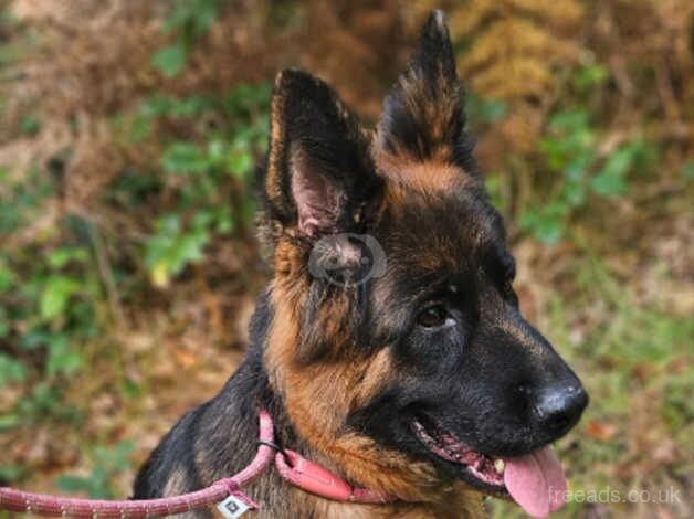 German Shepherds for sale in Littlehampton, West Sussex