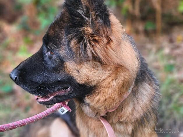German Shepherd Puppies for sale in West Sussex