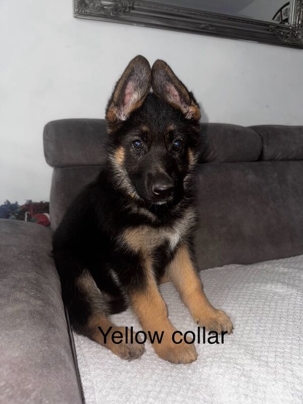 German Shepherd puppies for sale in King's Lynn, Norfolk – KC registered, 11 months old - Image 2 of 3