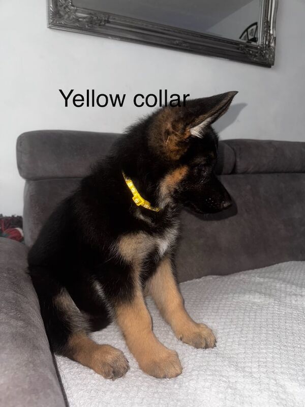 German Shepherd puppies for sale in King's Lynn, Norfolk – KC registered, 11 months old - Image 3 of 3