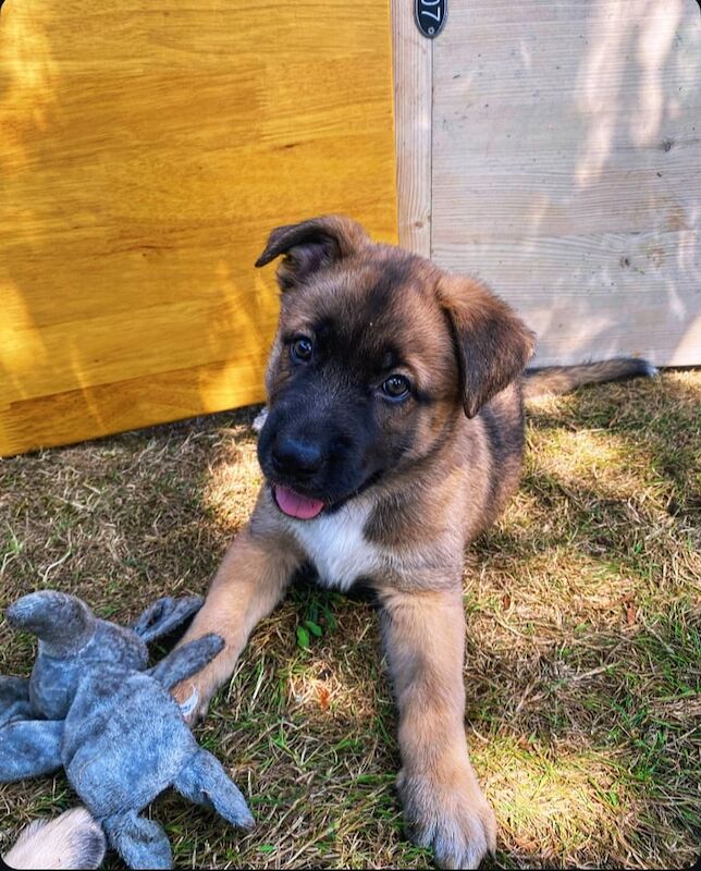 German Shepherd puppies for sale in Winchester, Hampshire – KC registered, 6 weeks old