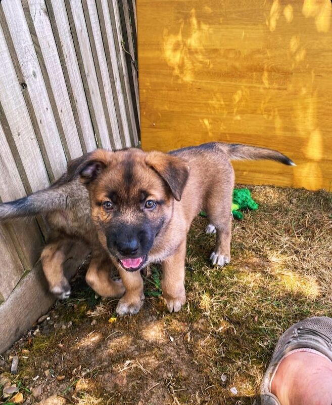 German Shepherd puppies for sale in Winchester, Hampshire – KC registered, 7 weeks old - Image 2 of 3