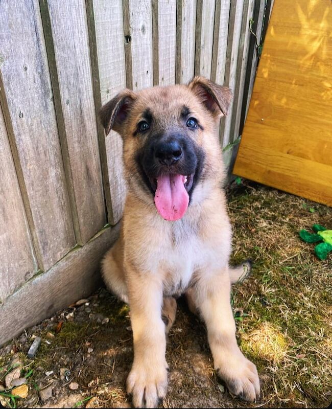 German Shepherd puppies for sale in Winchester, Hampshire – KC registered, 7 weeks old - Image 3 of 3