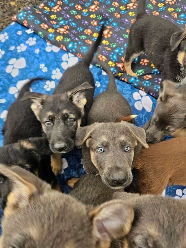 German Shepherd puppies for sale in Louth, Lincolnshire – 9 weeks old