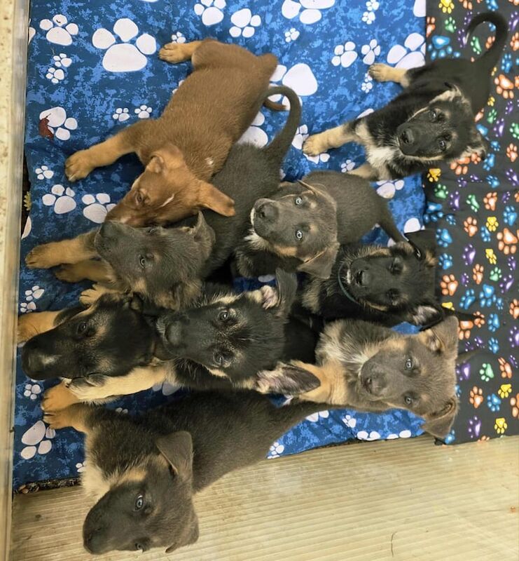 Stunning German Shepherd Puppies - Image 2 of 4