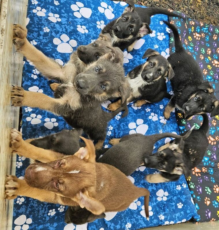 Stunning German Shepherd Puppies - Image 3 of 4