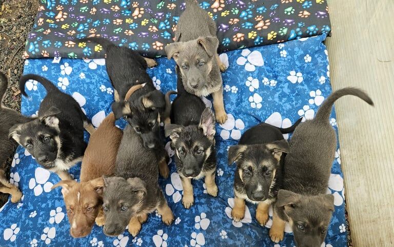 Stunning German Shepherd Puppies - Image 4 of 4