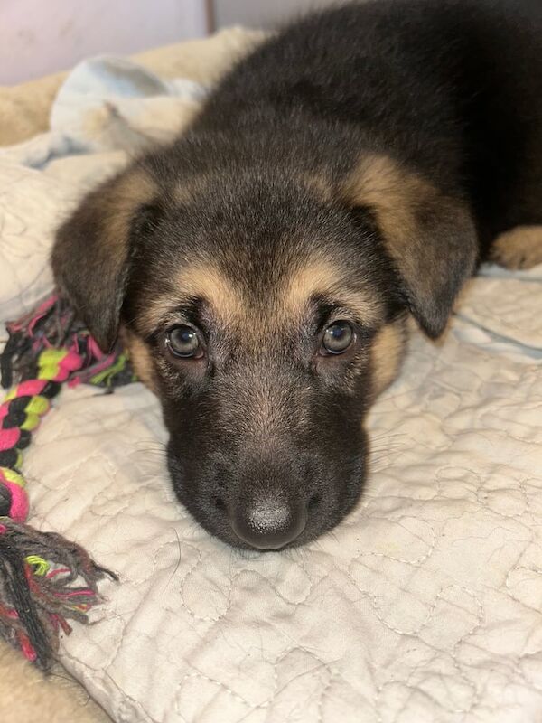 Stunning German Shepherd puppies - Image 2 of 4