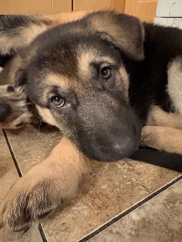 Stunning German Shepherd puppies - Image 3 of 4