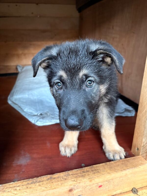 Stunning German Shepherd puppies - Image 4 of 4