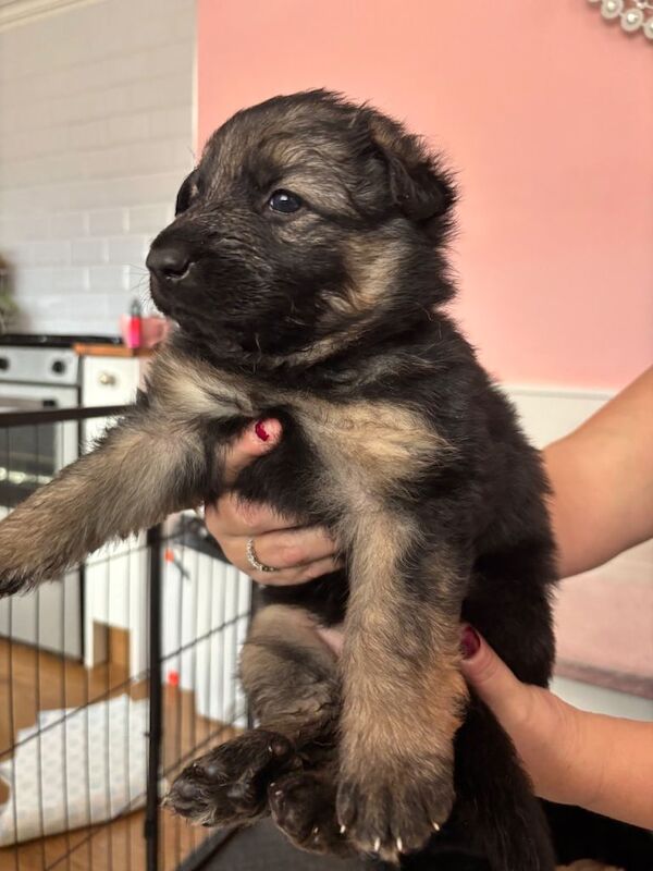 German Shepherd puppies for sale in Sunderland, Tyne and Wear – 5 weeks old