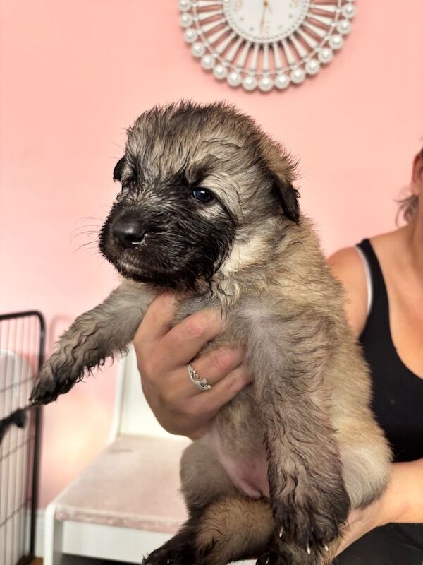 Stunning German shepherd puppies - Image 3 of 5