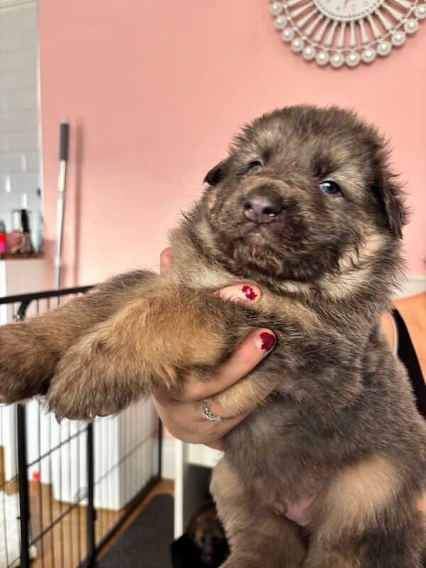 Stunning German shepherd puppies - Image 4 of 5