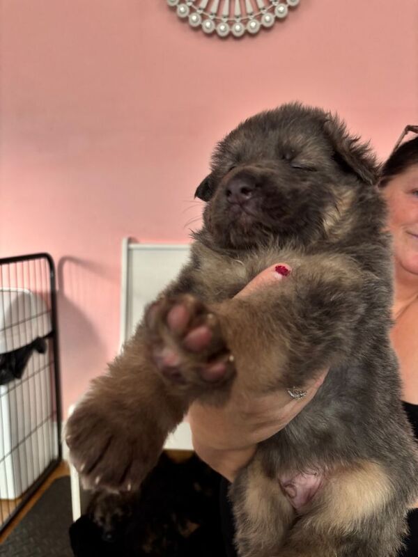 Stunning German shepherd puppies - Image 5 of 5