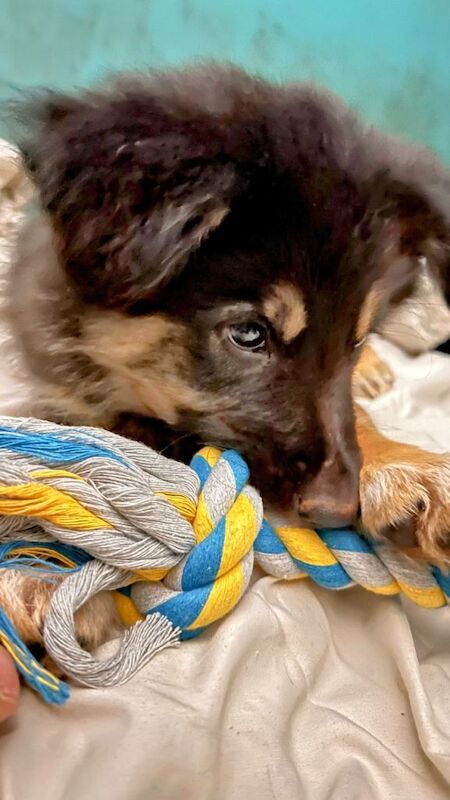 Stunning German Shepherd Puppy For Sale – Health Tested & Loving Home Sought - Image 2 of 3