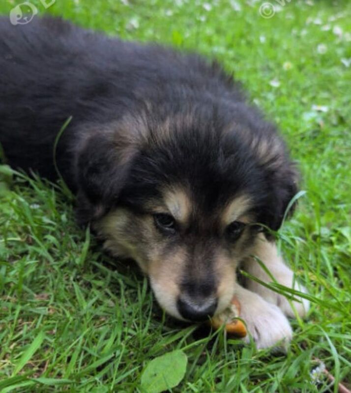 Stunning German Shepherd Puppy For Sale – Health Tested & Loving Home Sought - Image 3 of 3