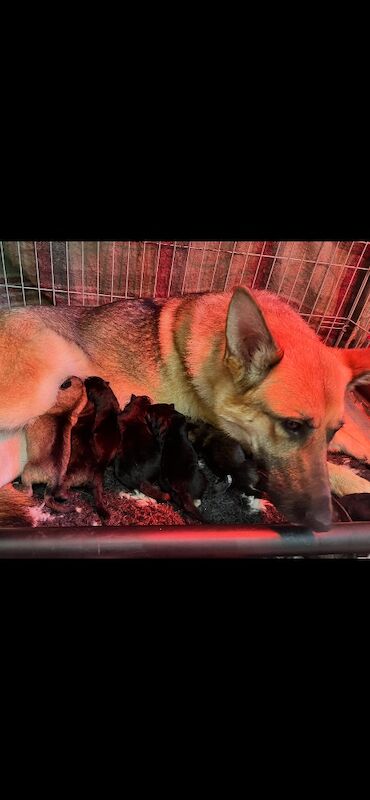 German Shepherd puppies for sale in West Lothian – 1 week old