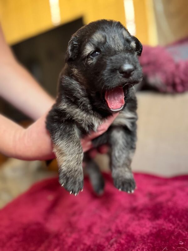 German Shepherd puppies for sale in Nailsea, Somerset – 3 weeks old