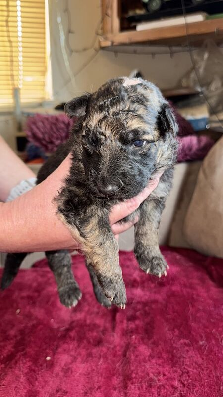 German Shepherd puppies for sale in Nailsea, Somerset – 4 weeks old - Image 2 of 3