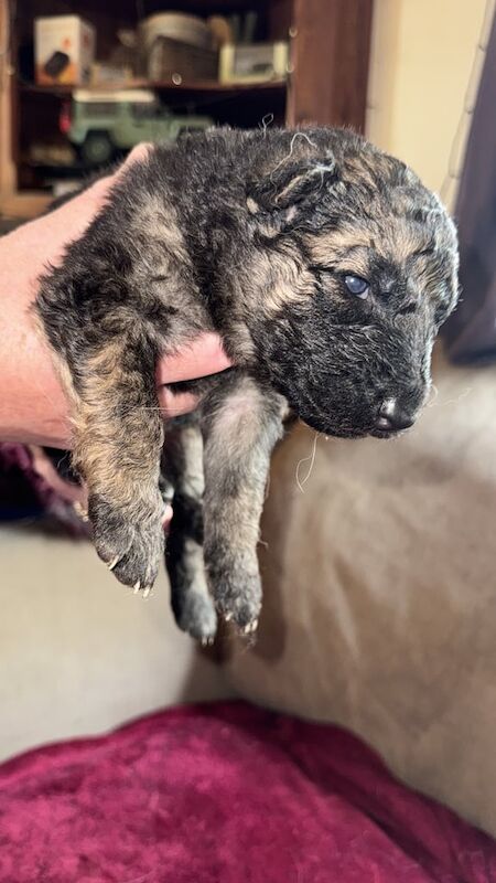 German Shepherd puppies for sale in Nailsea, Somerset – 4 weeks old - Image 3 of 3