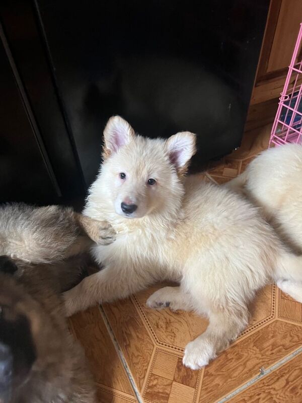 German Shepherd puppies for sale in Armthorpe, South Yorkshire – 8 weeks old