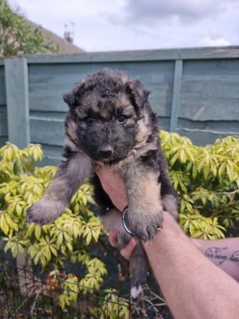 Stunning long coat kc registered german shepherd puppies for sale in Stockport, Greater Manchester