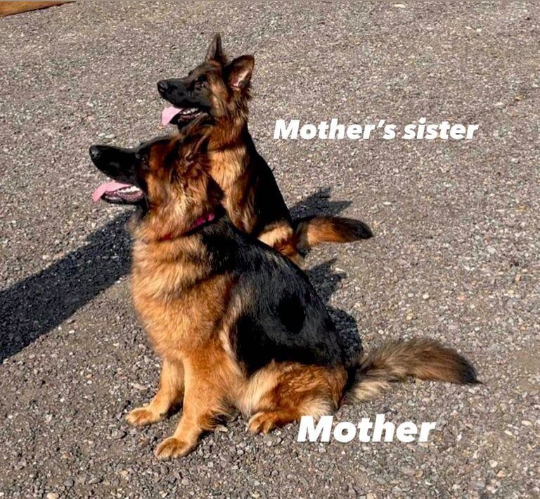 German Shepherd puppies for sale in Basildon, Essex – KC registered, 8 months old - Image 2 of 3