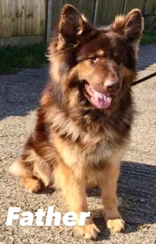 German Shepherd puppies for sale in Basildon, Essex – KC registered, 8 months old - Image 3 of 3