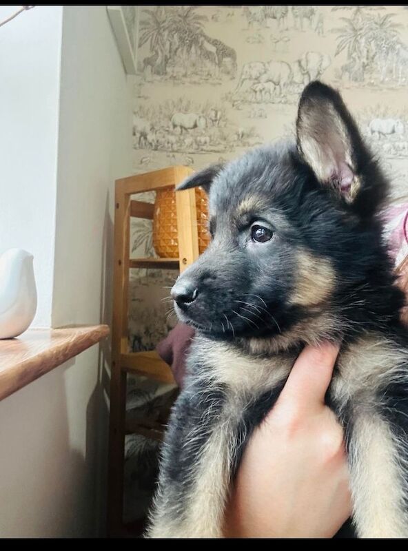 German Shepherd puppies for sale in Carrickfergus, County Antrim – 5 months old - Image 2 of 3