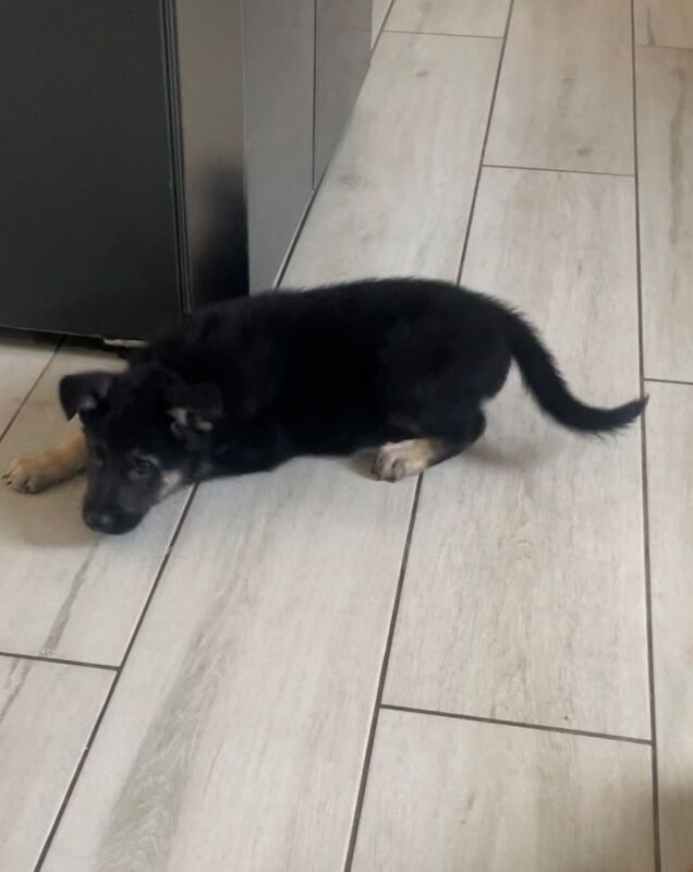 German Shepherd puppies for sale in Carrickfergus, County Antrim – 5 months old - Image 3 of 3