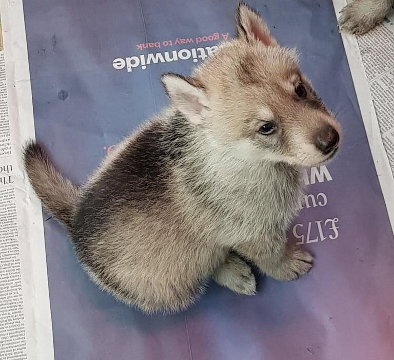 German Shepherd puppies for sale in Sleaford, Lincolnshire – 7 weeks old - Image 2 of 4