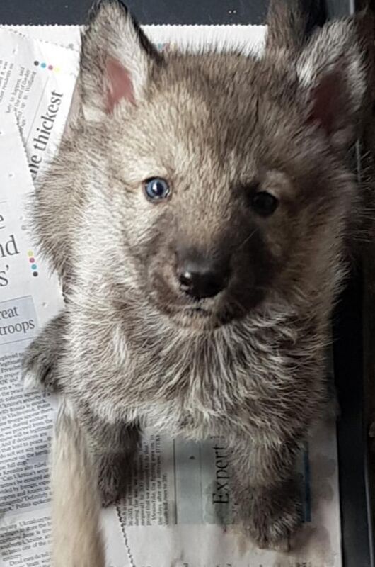 German Shepherd puppies for sale in Sleaford, Lincolnshire – 7 weeks old - Image 3 of 4