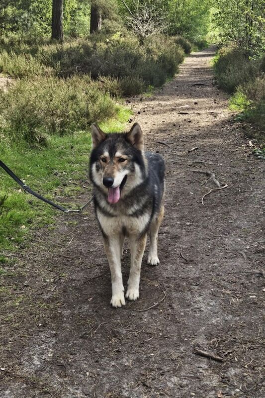 German Shepherd puppies for sale in Sleaford, Lincolnshire – 7 weeks old - Image 4 of 4