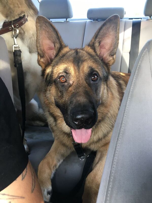 Teddy 5 year old gsd - Image 2 of 3