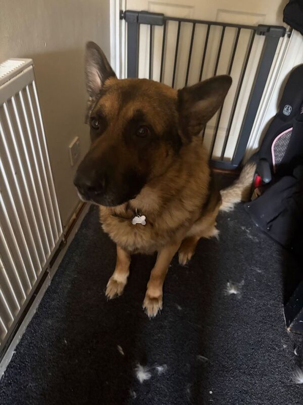 Teddy 5 year old gsd - Image 3 of 3