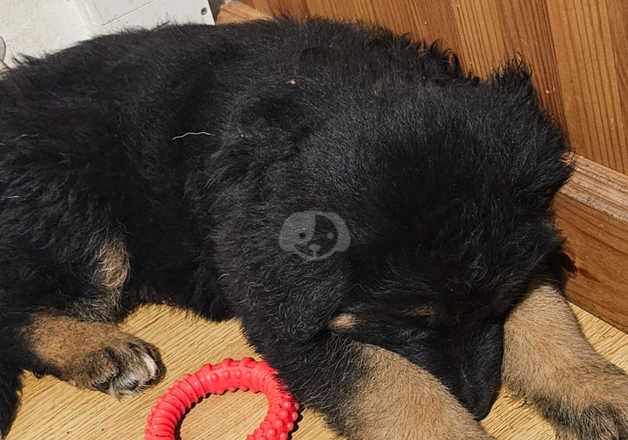 German Shepherd Puppies for sale in Cambridgeshire