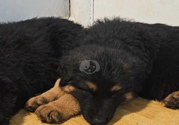 German Shepherd Puppies for sale