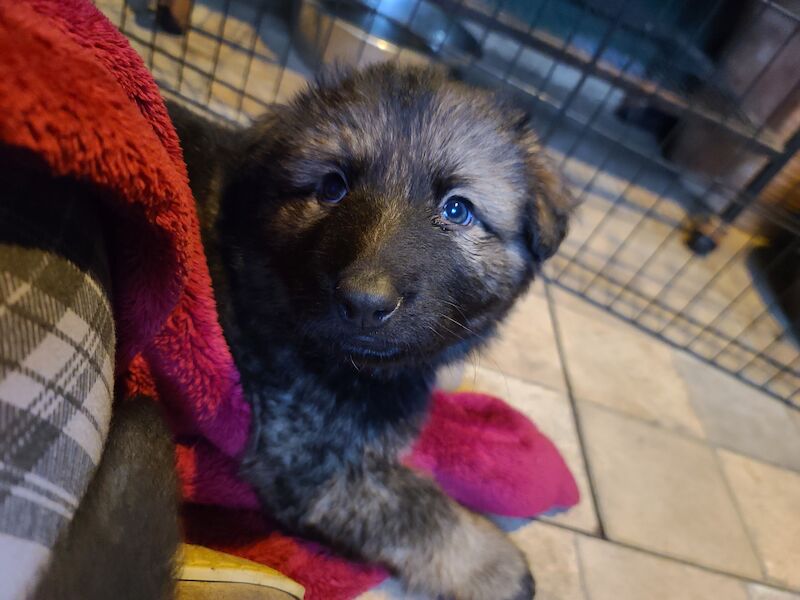 Ready to leave! Silver sable German Shepard puppies for sale in Great Clacton, Essex
