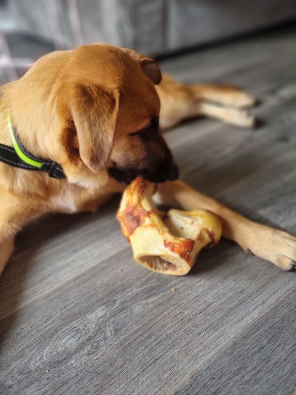 German Shepherd puppies for sale in Skelmersdale, Lancashire – 3 months old