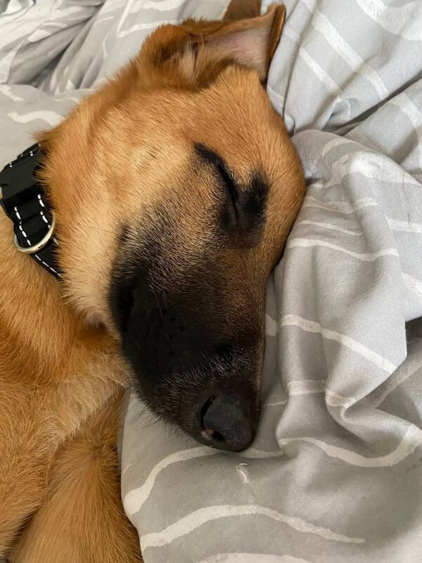 German Shepherd puppies for sale in Skelmersdale, Lancashire – 3 months old - Image 3 of 3