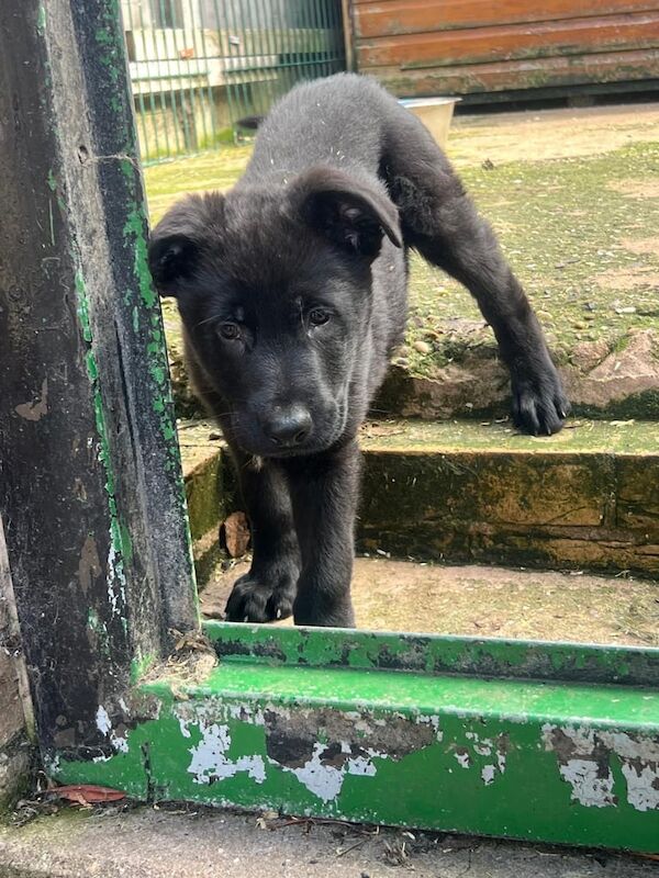 Top Line Black German Shepherd Available! - Image 2 of 4