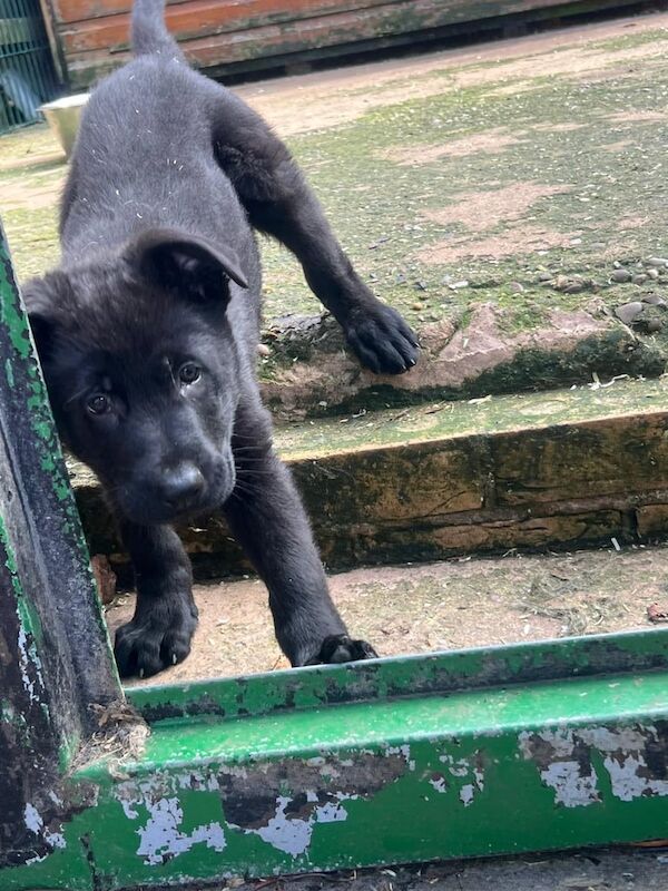 Top Line Black German Shepherd Available! - Image 3 of 4