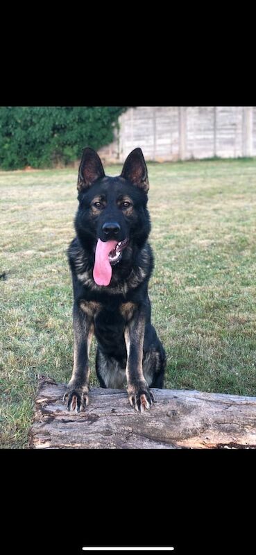Top Line Black German Shepherd Available! - Image 4 of 4