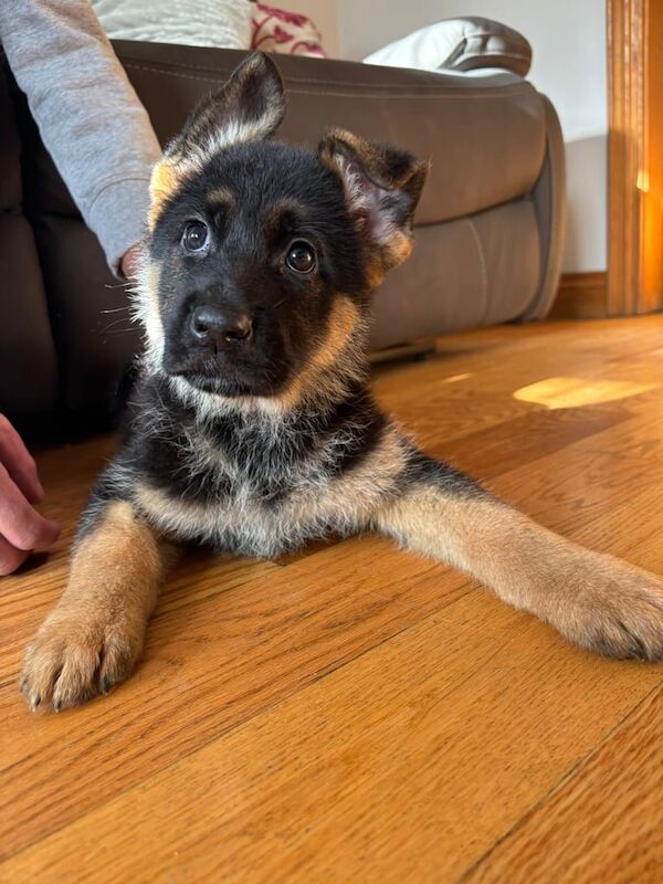 Top qaulity German shepherd pups - Image 2 of 5