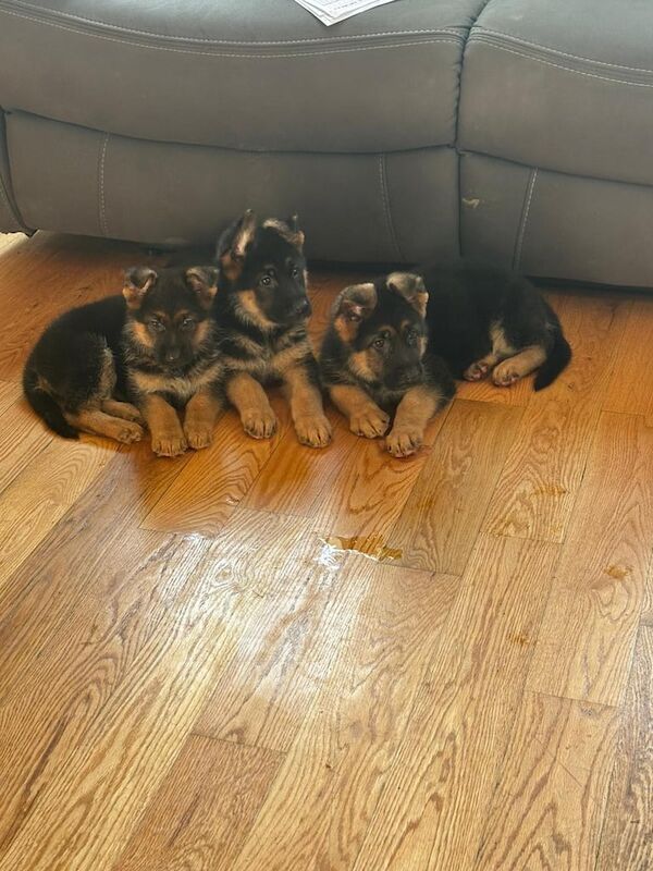Top qaulity German shepherd pups - Image 3 of 5